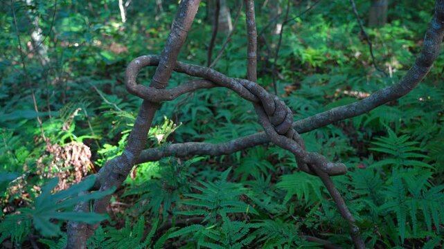 森の中に自生する蔦、蔓。