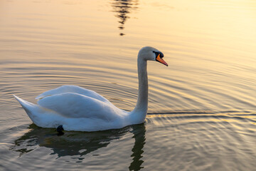 White swan bird swim in the river. Water birds in the wild nature