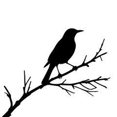 bird on a branch