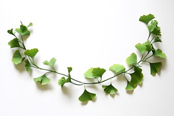 fresh ginkgo biloba leaves isolated on whitw