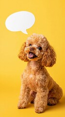 Toy Poodle with Speech Bubble on Yellow Background
