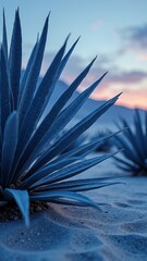 Close-up of agave plants at sunset in desert landscape