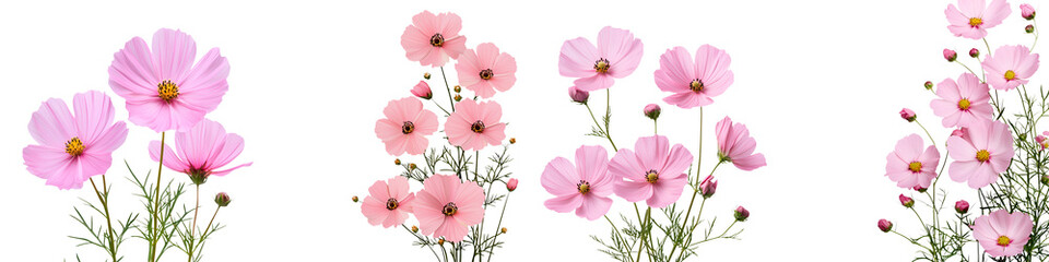 Blooming pink cosmos flowers in a natural setting.