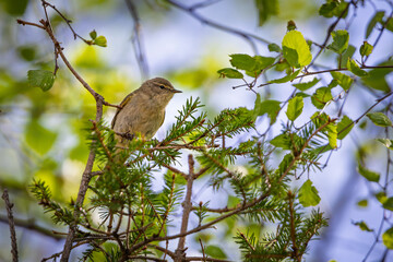 Common Chiffchaff Perched on a Branch – A Springtime Symbol of Nature
