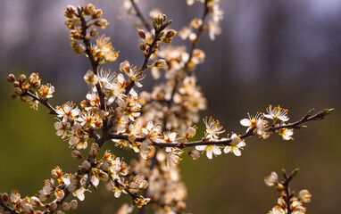 lush abundant blossom of wild cherry tree, close-up
