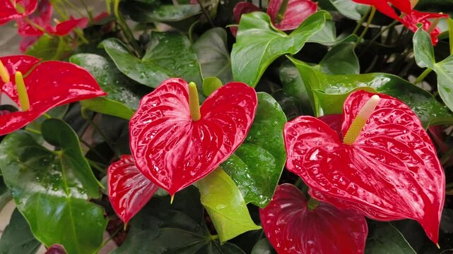 A vibrant display of red anthurium flowers surrounded by lush green leaves