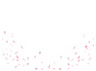 Flying pink petals transparent background. Beautiful floral  blossom rose cherry petals.   Backdrop of pink  petals isolated on a transparent