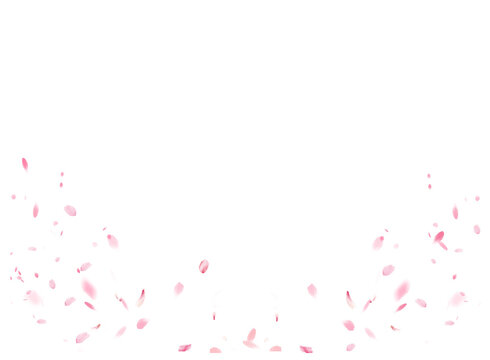 Flying pink petals transparent background. Beautiful floral  blossom rose cherry petals.   Backdrop of pink  petals isolated on a transparent
