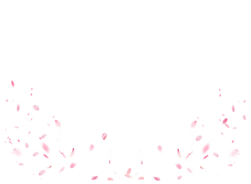 Flying pink petals transparent background. Beautiful floral  blossom rose cherry petals.   Backdrop of pink  petals isolated on a transparent