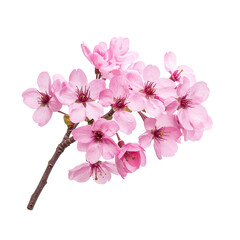Obraz premium Delicate cluster of soft pink blossoms on a branch. Close-up view of springtime flowers