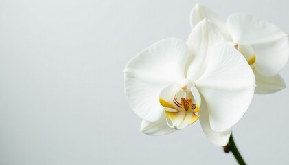 Delicate white orchid blossom on pure white backdrop, simple, petal, bloom