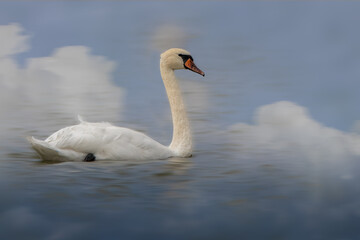 Fototapeta premium Elegant Swan Gliding on Calm Water with Reflected Clouds