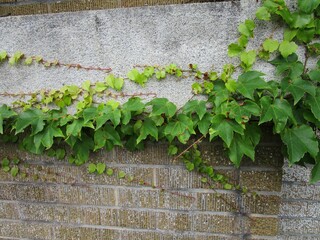 建物の外壁を這うツタのアップ