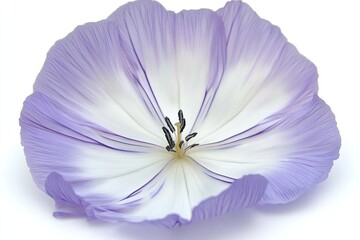 Delicate purple and white flower