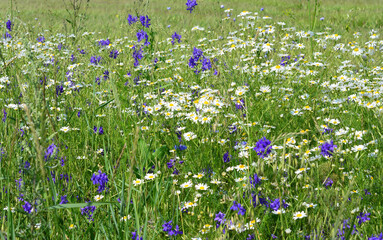 Naklejka premium A vibrant meadow filled with chamomiles and cornflowers in bloom 