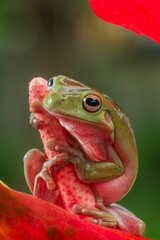 Close-up of a tree frog gripping a pink plant stem