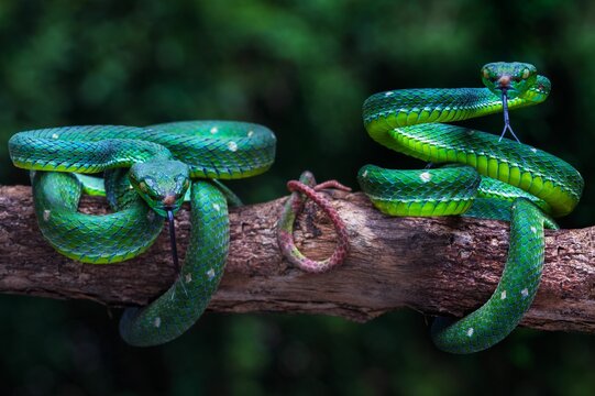 Closeup of two Hagen's pit vipers on a tree branch