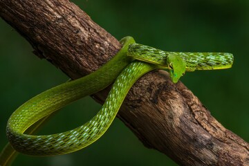 Closeup of a Pucuk snake on a tree branch