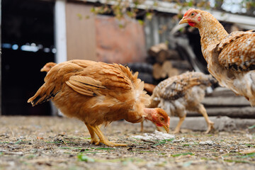 A medium shot captures a group of reddish-brown chickens in a farmyard setting. The chickens are of a similar color, with some variations in shade, and have red combs and wattles