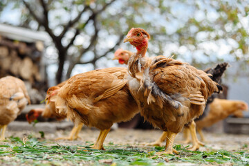 A medium shot captures a small flock of free-range chickens foraging for food on the ground. Two prominent light brown or buff-colored chickens with bare necks are in the foreground, intently pecking 