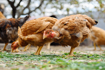 A medium shot captures a small flock of free-range chickens foraging for food on the ground. Two prominent light brown or buff-colored chickens with bare necks are in the foreground, intently pecking 