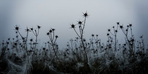 Eerie landscape of withered thorny plants veiled in delicate spiderwebs