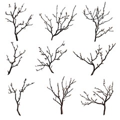 Obraz premium Set of macro branches on white background