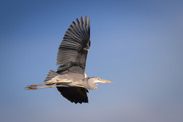 Heron in Flight. A Majestic Bird Soaring Against a Blue Sky