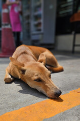 Brown color stray dog laying down on the concrete road floor during hot weather.