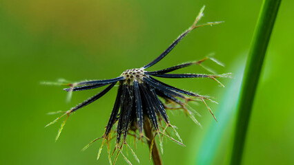 close up photo of Bidens pilosa