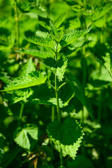 Urtica dioica or nettle in garden. Stinging nettle, medicinal plant used as bleeding, diuretic, antipyretic, wound healing, antirheumatic agent. Nettle with fluffy green leaves. 