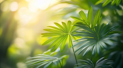 Obraz premium Lush green foliage bathed in sunlight. Vibrant, healthy leaves in a tropical forest scene. Sunlight filters through the greenery, creating a peaceful and vibrant atmosphere