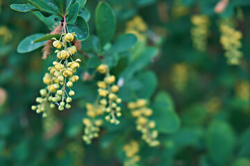 Close-up of flowering barberry Berberis amurensis. Selective focus, shallow depth of field.