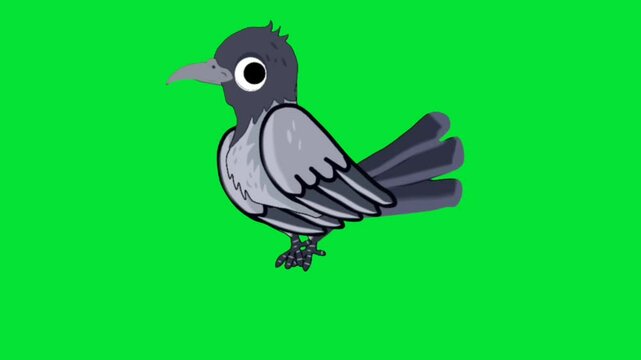 Crow green screen cartoon video