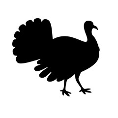 Silhouette of a Thanksgiving Turkey with Feathered Tail Isolated on White