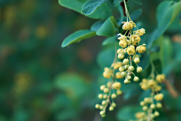 Close-up of flowering barberry Berberis amurensis. Selective focus, shallow depth of field.