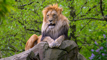 Lion in the Berlin Zoo
