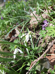 wild flowers in the forest