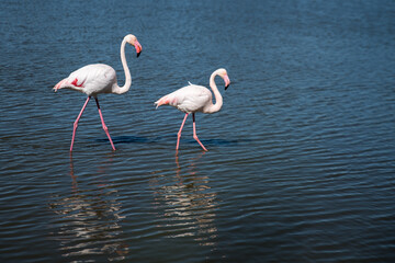 flamant rose en camargue