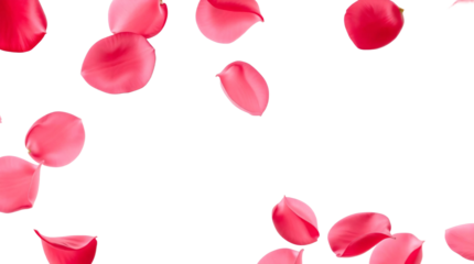 Rose flower petals flying isolated on transparent background