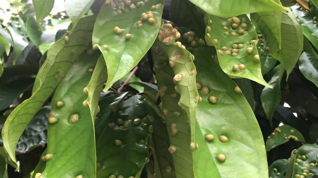 a virus that attacks plant leaves