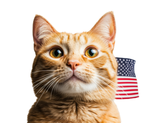 Ginger cat with American flag theme for national celebration on a transparent background, cut out