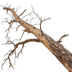 Branch of dead tree isolated on transparent background