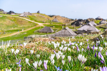 Beautiful White And Purple Crocuses