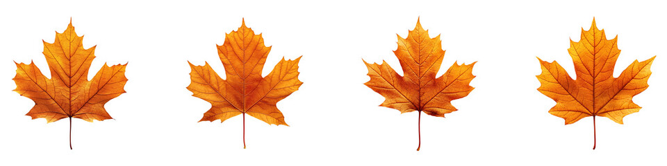 Obraz premium Set, Collection of Amber Maple Leaf isolated on transparent background.