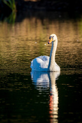 swan on the lake