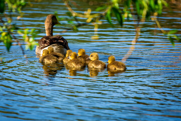 duck and ducklings