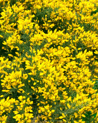 Obraz premium A bush of yellow gorse in close up