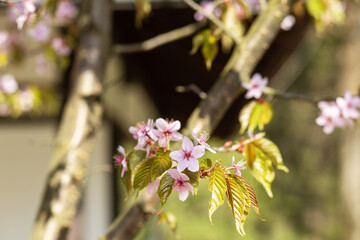 Beautiful sakura in the spring, Japanese cherry blossoms on a sunny day