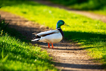 duck on the grass